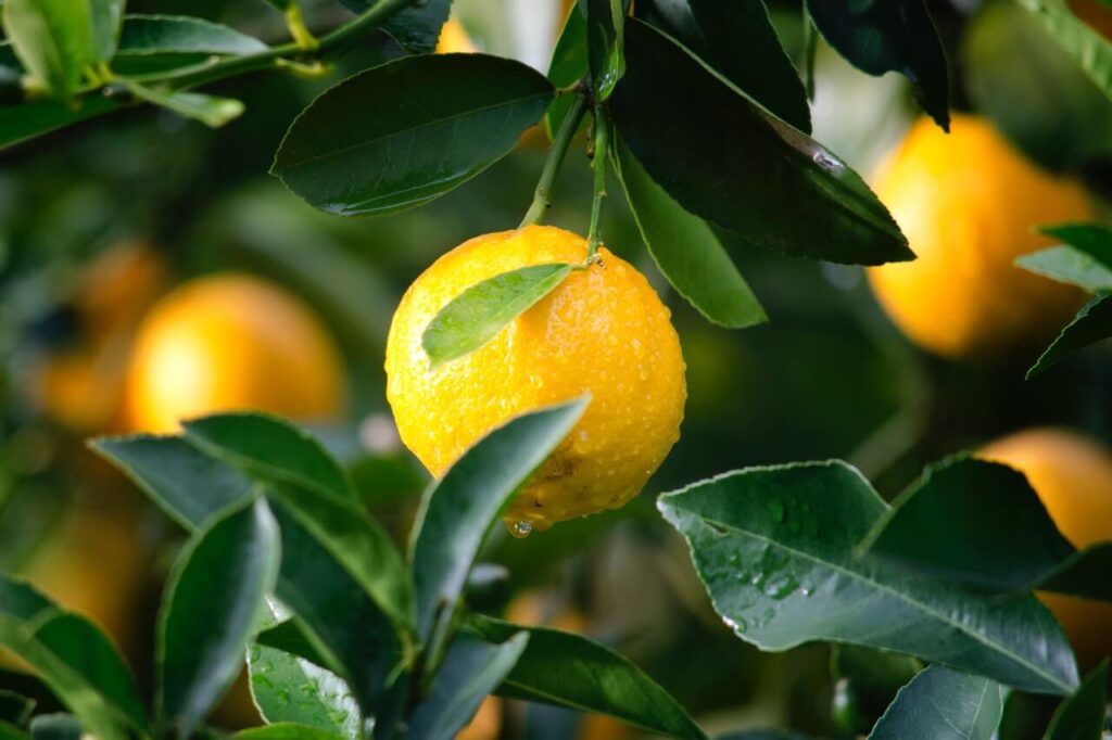 horticullture produce header background